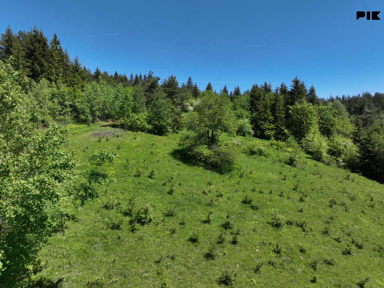Zemljište / NISICI / 46652 m2 / Imanje / OAZA U SRED SUME / 13