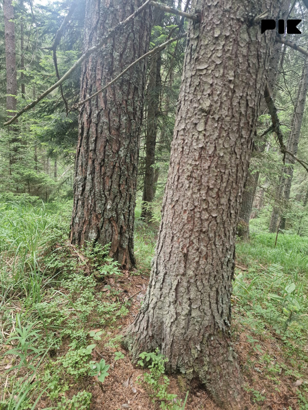 [ Šumsko zemljište Han Pijesak ] voda, struja, put, 32000m2 5