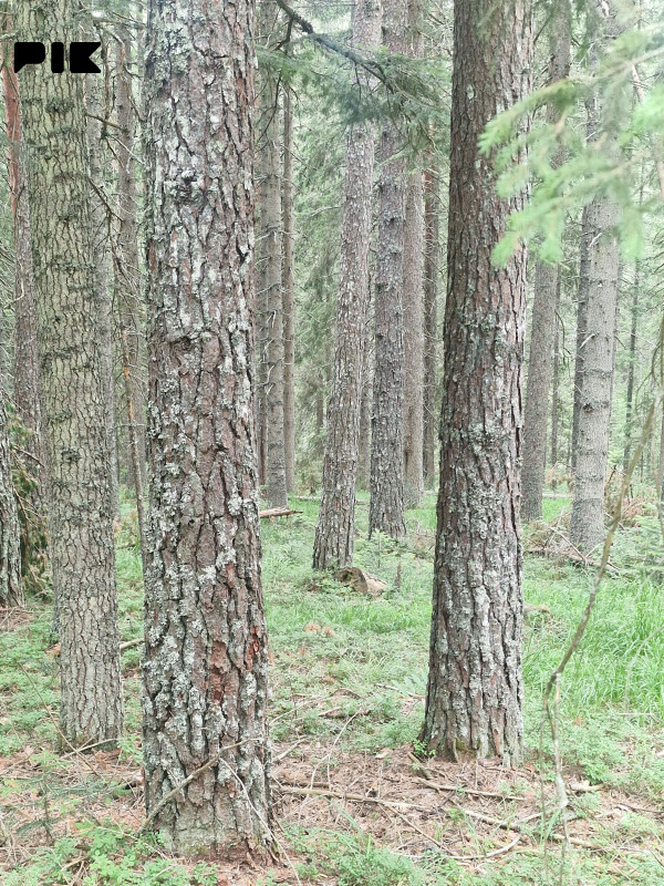 [ Šumsko zemljište Han Pijesak ] voda, struja, put, 32000m2