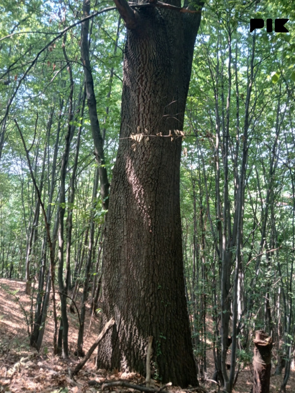 Zemljište Kalesija