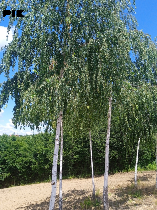 Zemlja Kadinjani 3