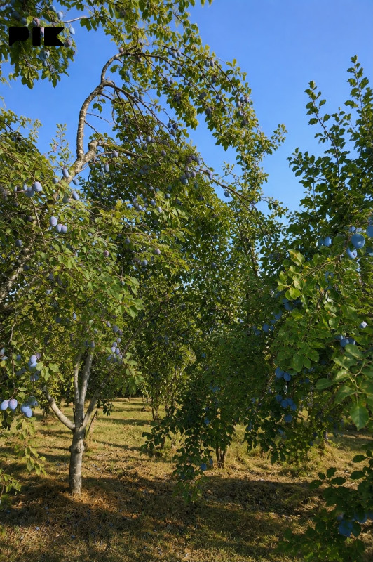 Voćnjak u Podrašnici, Mrkonjić Grad 3