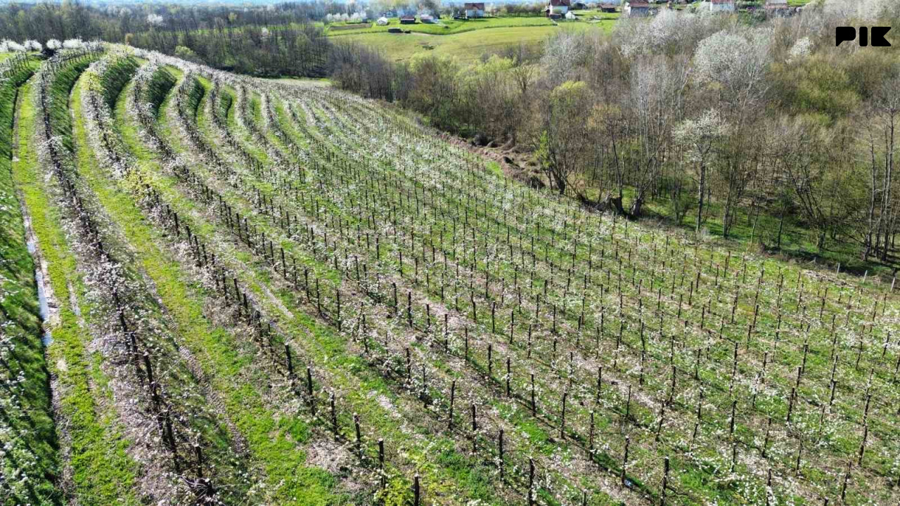 Voćnjak Papažani Laktaši 6300 stabala 6