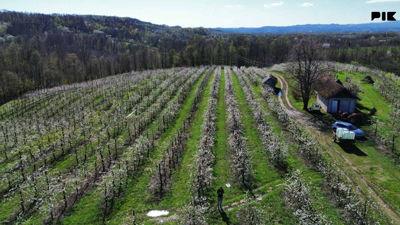 Voćnjak Papažani Laktaši 6300 stabala 9