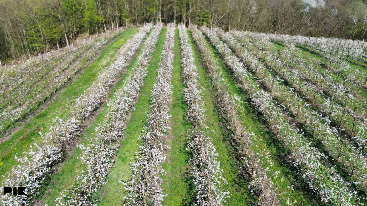 Voćnjak Papažani Laktaši 6300 stabala 11