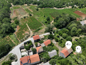 PELJEŠAC, PIJAVIČINO-Kamene kuće za renovaciju  250m2 photo 5