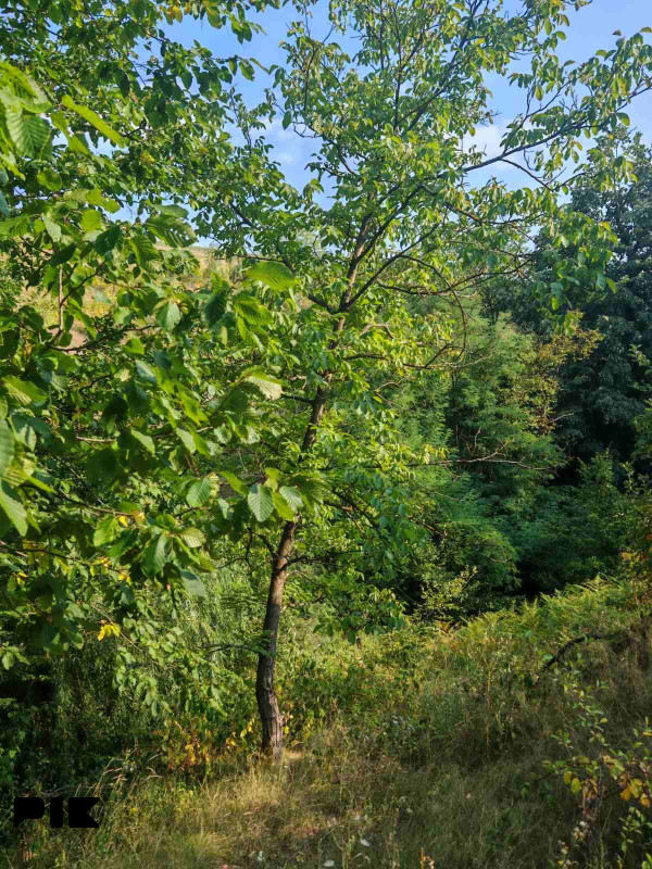 Zemljiste Zeleni Vir 3800m2 5