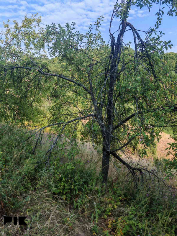 Zemljiste Zeleni Vir 3800m2 19