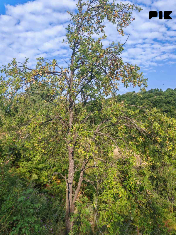 Zemljiste Zeleni Vir 3800m2 20