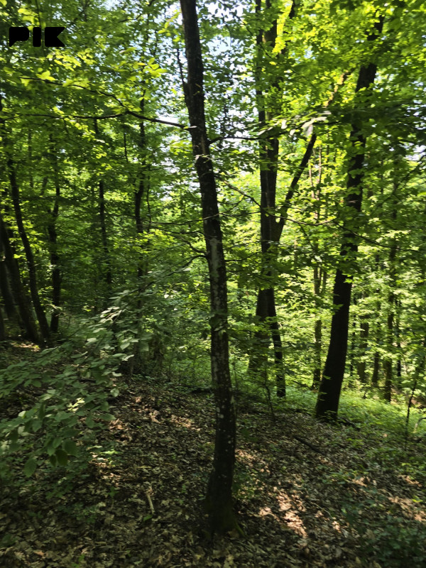 Prodaje se šuma sa zemljištem u Popovićima, opština Prnjavor. 3