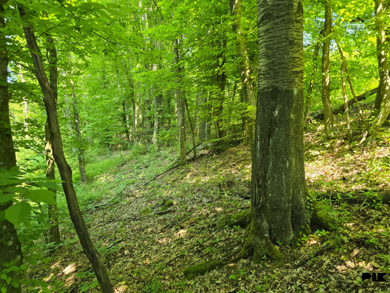 Prodaje se šuma sa zemljištem u Popovićima, opština Prnjavor. 7