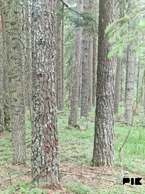 [ Šumsko zemljište Han Pijesak ] voda, struja, put, 32000m2 4