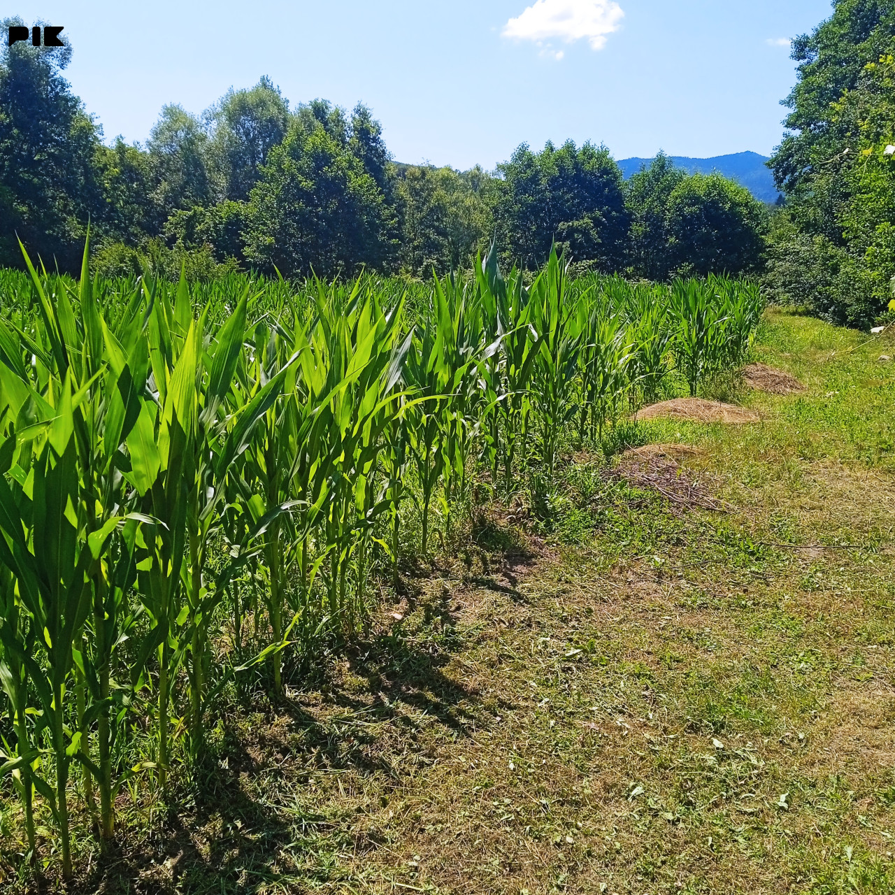 Zemljište Vitez 7500m2 3
