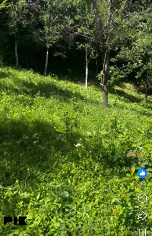 Zemljiste lisovo 3