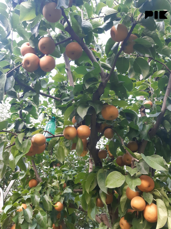 Premium imanje s vikendicom na poluotoku Vojno (Mostar) 14
