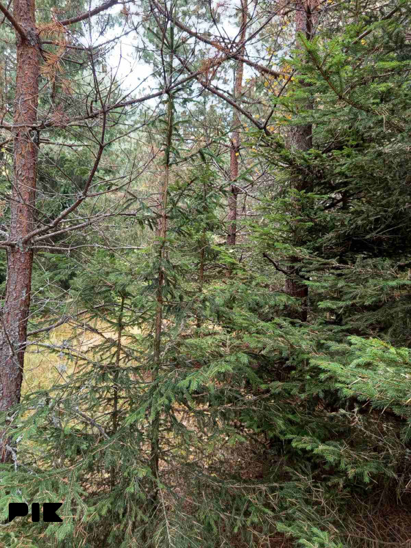 Zemljišta Han Pijesak Malo Polje 6500m2 2