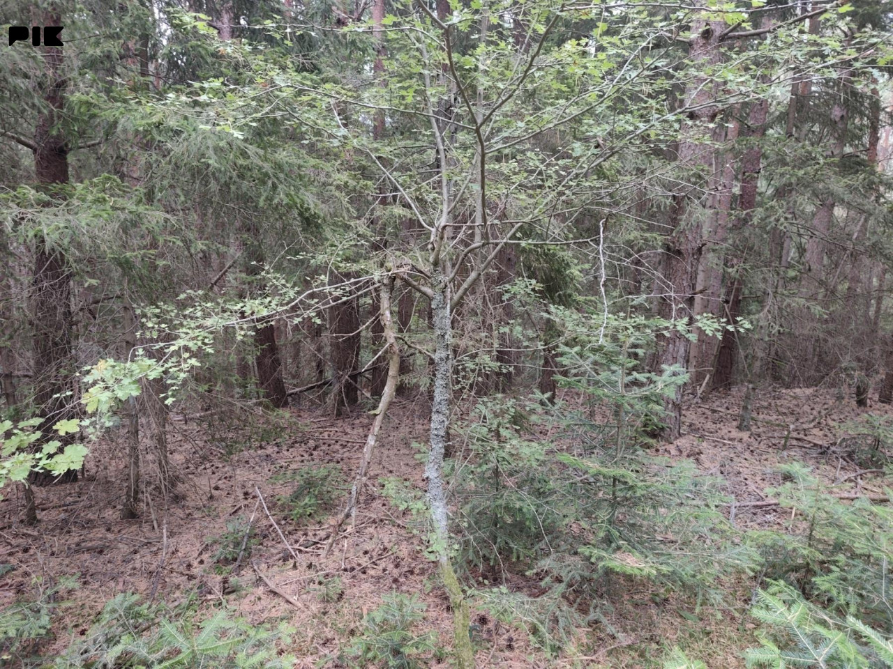 Zemljišta Pale 1020m2