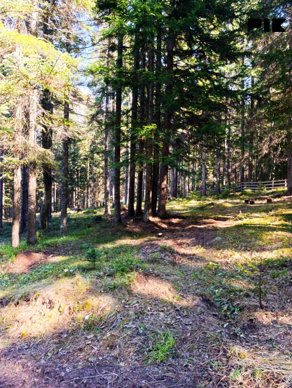 Prodaja zemljišta Nišići, Borak 1100m2,1200m2 i 1297m2 2
